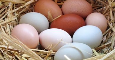 تخم مرغ و خواص آن همراه با جدول ارزش غذایی